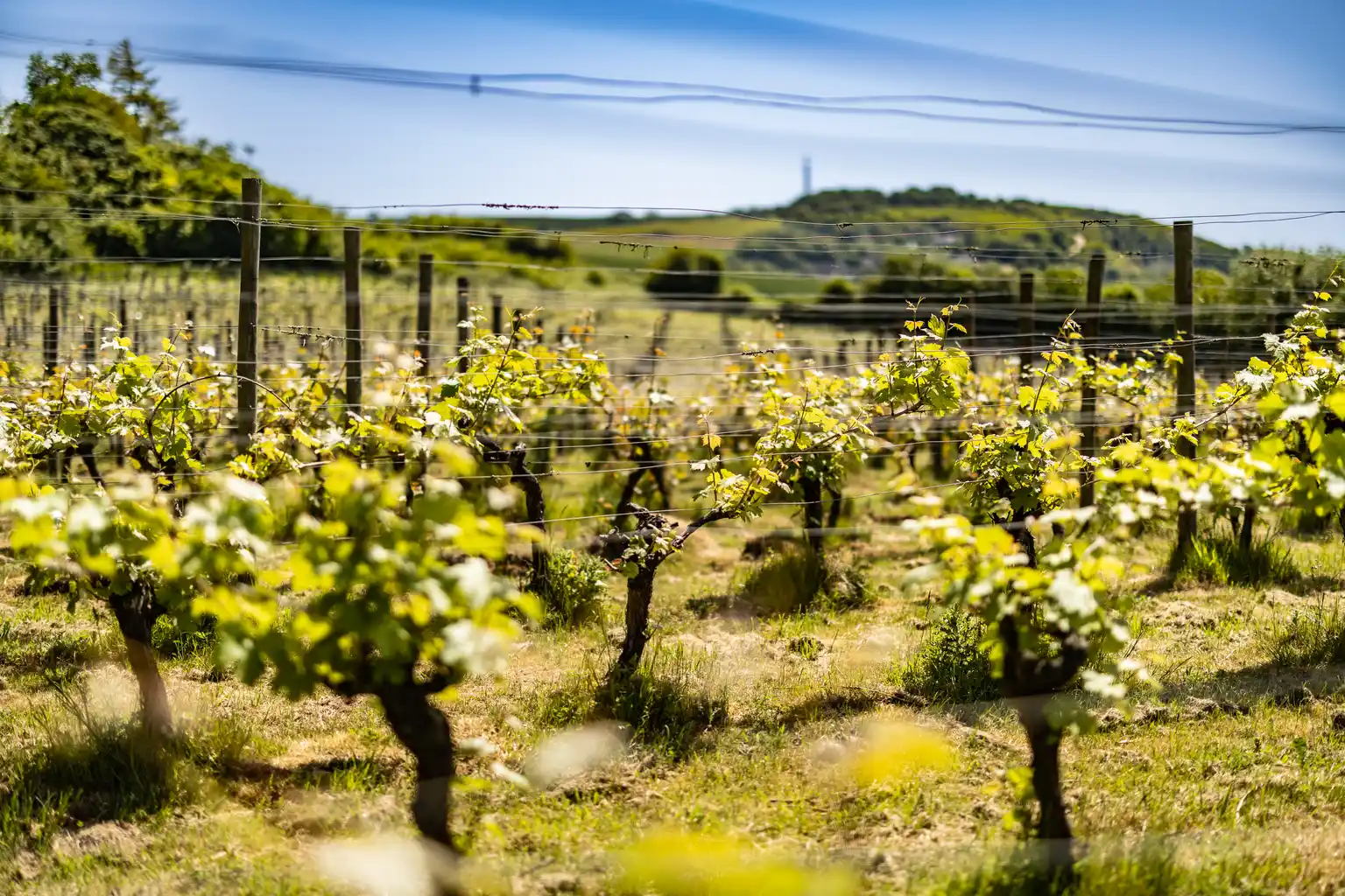A vibrant vineyard with green vines under a clear blue sky.