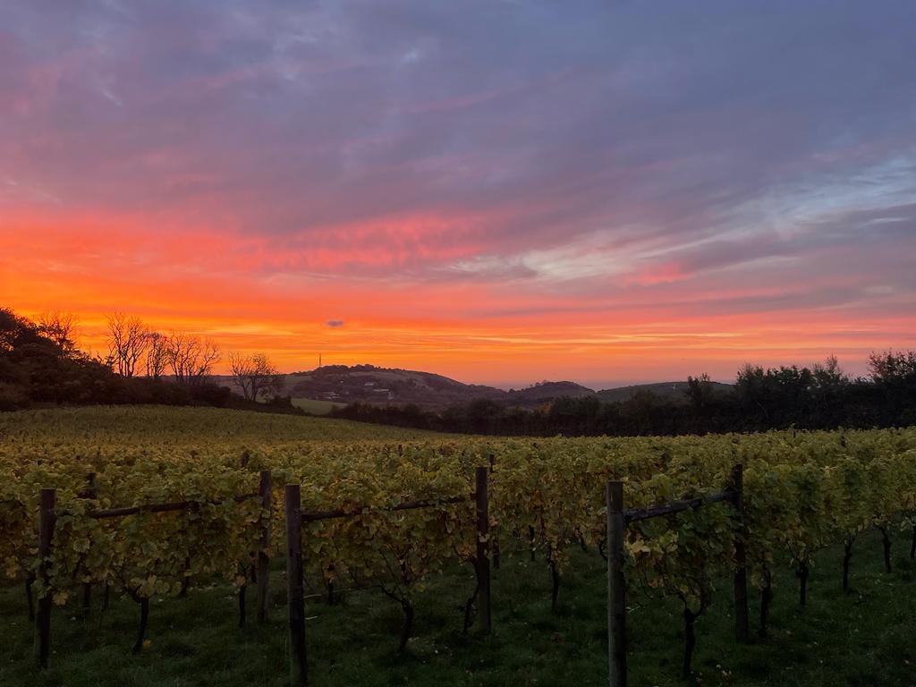 Vibrant sunset casting colors over a vineyard landscape.