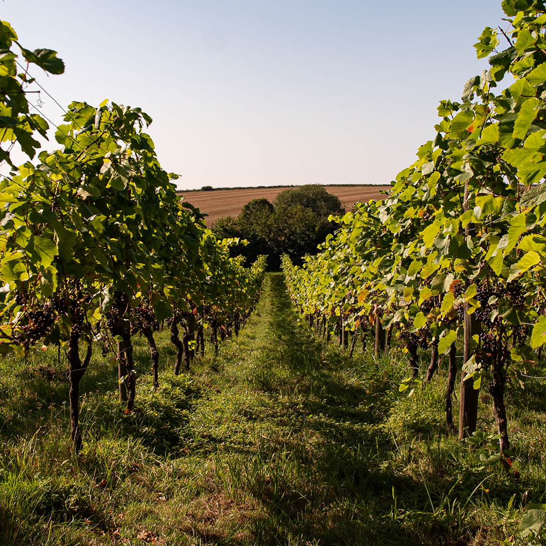 Rows of grapevines stretching towards the horizon under a clear sky.