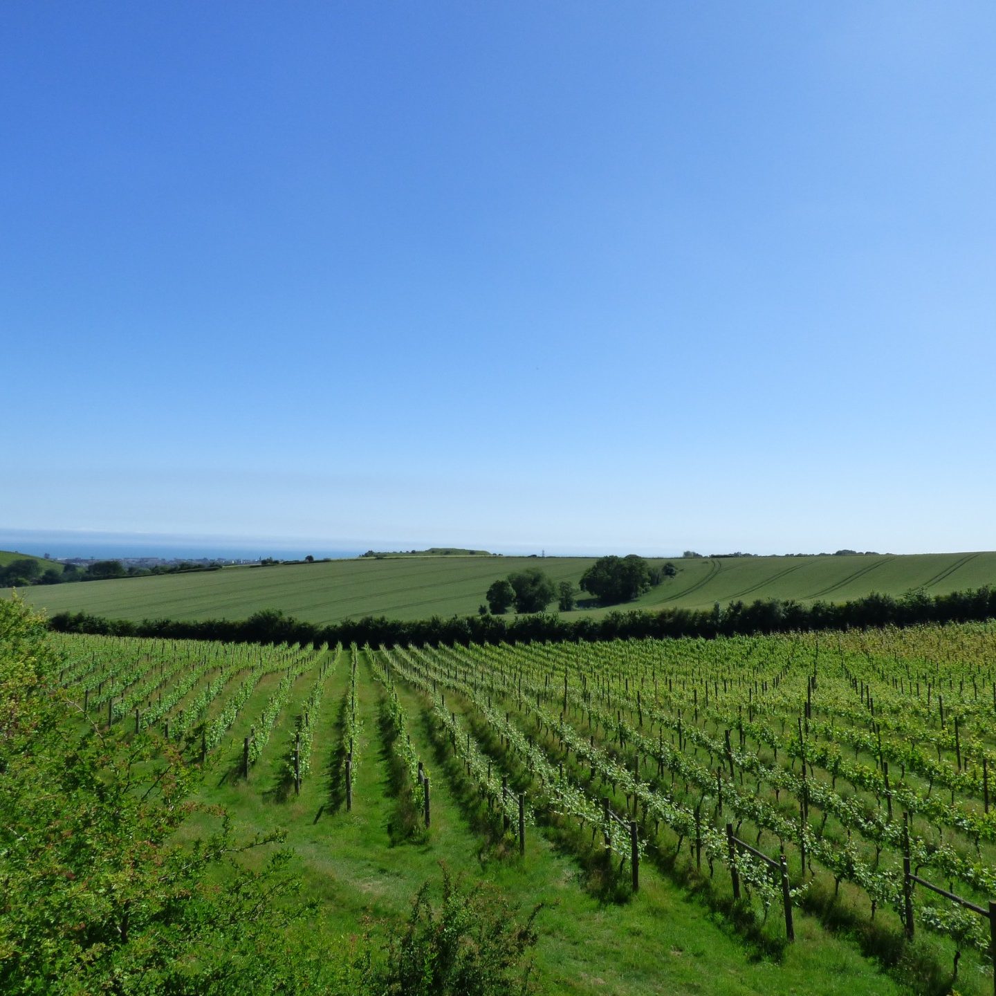 Rows of grapevines stretching across a green vineyard with rolling hills and a clear blue sky.