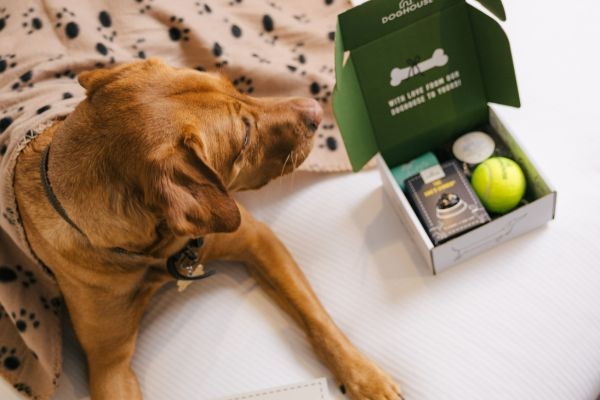 A dog beside an open gift box filled with toys and treats.